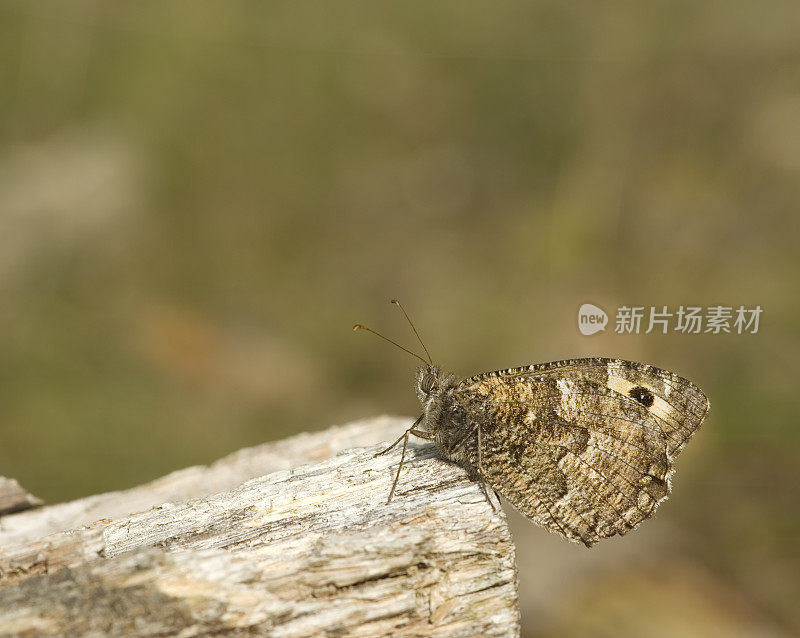 灰蝶(Hipparchia semele)